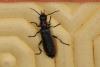 Cantharis pulicaria
